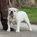 Orhcid-female-english-bulldog-puppy-for-sale-1 (5)