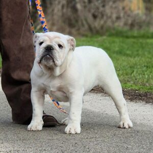 Orhcid English Bulldog Orhcid English Bulldog