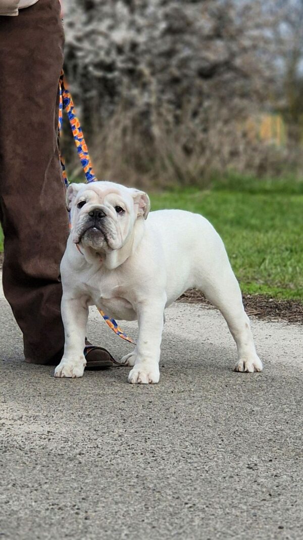 Orhcid English Bulldog Orhcid English Bulldog