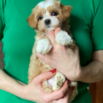 Orio-male-Maltipoo-puppy-for-sale-1