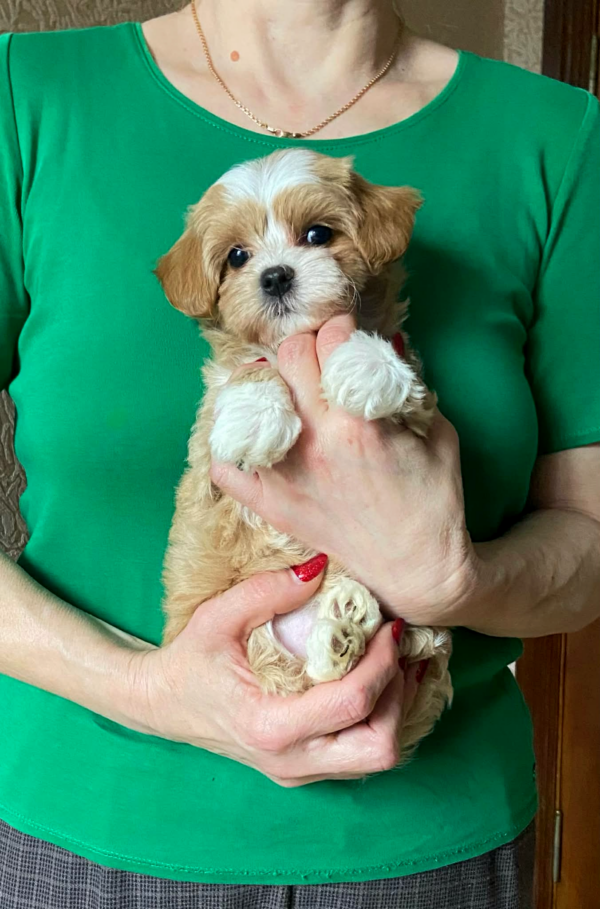 Orio Maltipoo Orio Maltipoo