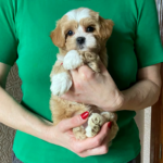 Orio-male-Maltipoo-puppy-for-sale-2