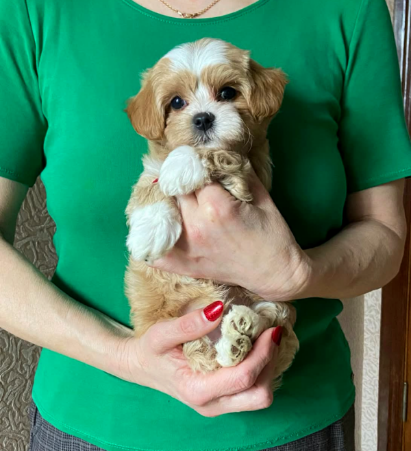 Orio Maltipoo Orio Maltipoo