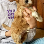 Orio-male-Maltipoo-puppy-for-sale-3