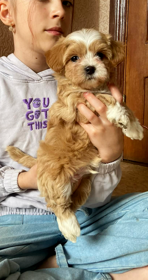 Orio Maltipoo Orio Maltipoo