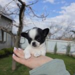 Orlan-male-chihuahua-puppy-for-sale-1 (1)