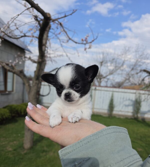 Orlan Chihuahua Orlan Chihuahua