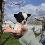 Orlan-male-chihuahua-puppy-for-sale-1 (2)
