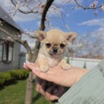 Osman-male-chihuahua-puppy-for-sale-1 (1)