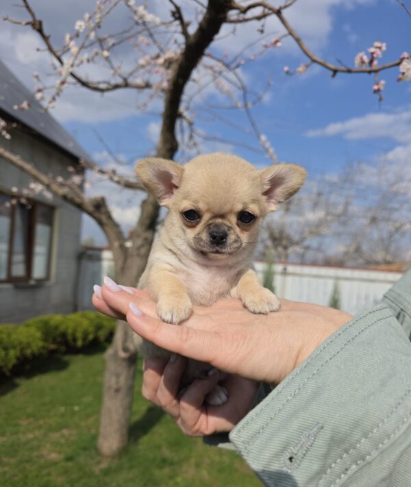 Osman Chihuahua Osman Chihuahua