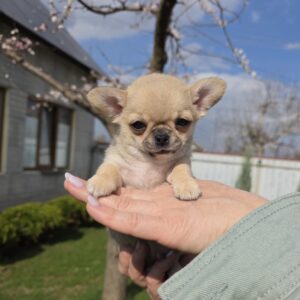 Osman Chihuahua Osman Chihuahua