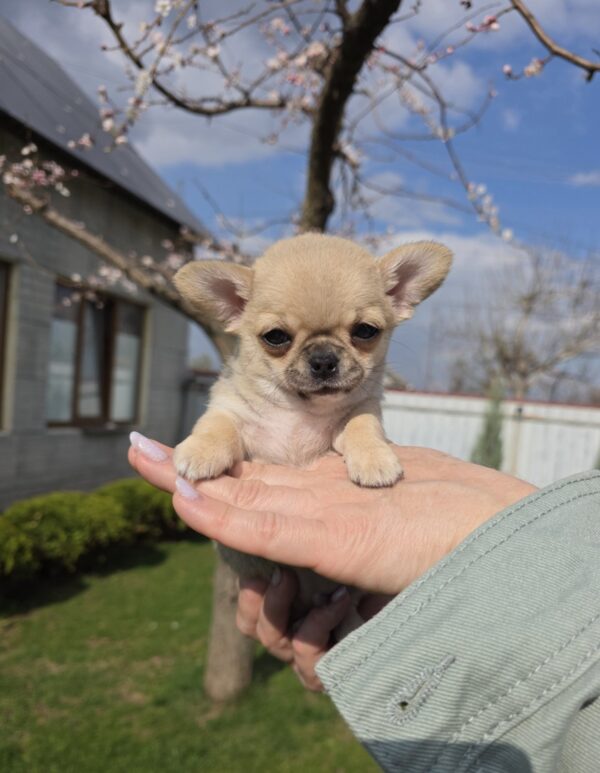 Osman Chihuahua Osman Chihuahua