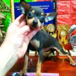 Oussa-female-Russian-Toy-puppy-for-sale-1