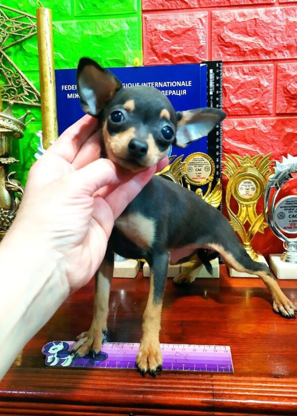 Oussa Russian Toy Terrier Oussa Russian Toy Terrier