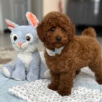 Pablo-male-toy-poodle-puppy-for-sale- (1)