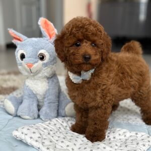 Pablo Miniature Poodle Pablo Miniature Poodle