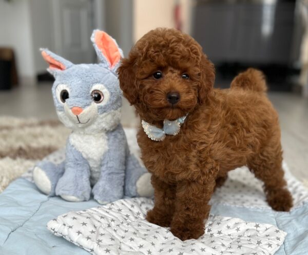 Pablo Miniature Poodle Pablo Miniature Poodle