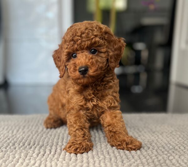 Pablo Toy Poodle Pablo Toy Poodle