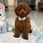 Pablo-male-toy-poodle-puppy-for-sale- (2)
