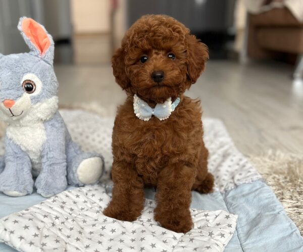 Pablo Miniature Poodle Pablo Miniature Poodle