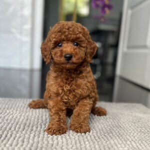 Pablo Toy Poodle Pablo Toy Poodle
