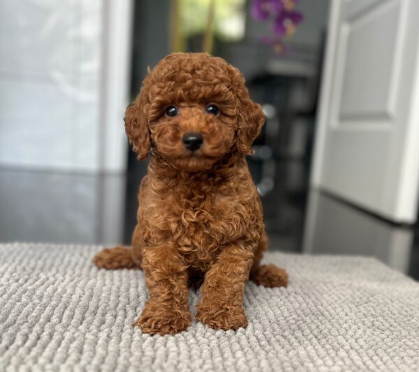 Pablo Toy Poodle Pablo Toy Poodle