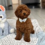 Pablo-male-toy-poodle-puppy-for-sale- (3)