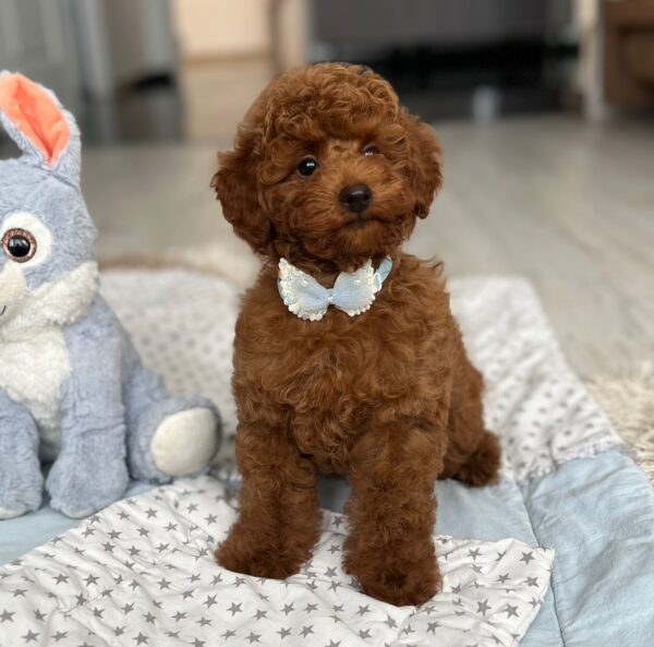 Pablo Miniature Poodle Pablo Miniature Poodle