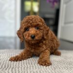Pablo-male-toy-poodle-puppy-for-sale- (3)