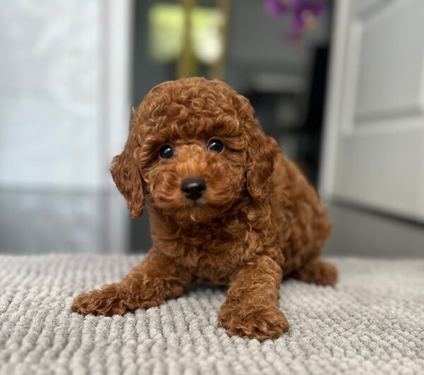 Pablo Toy Poodle Pablo Toy Poodle