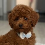 Pablo-male-toy-poodle-puppy-for-sale- (4)