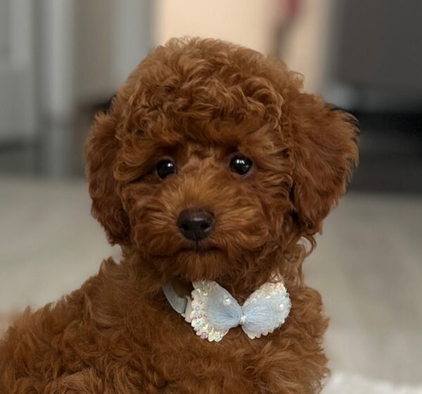 Pablo Miniature Poodle Pablo Miniature Poodle