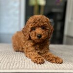 Pablo-male-toy-poodle-puppy-for-sale- (4)