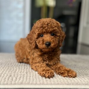 Pablo Toy Poodle Pablo Toy Poodle