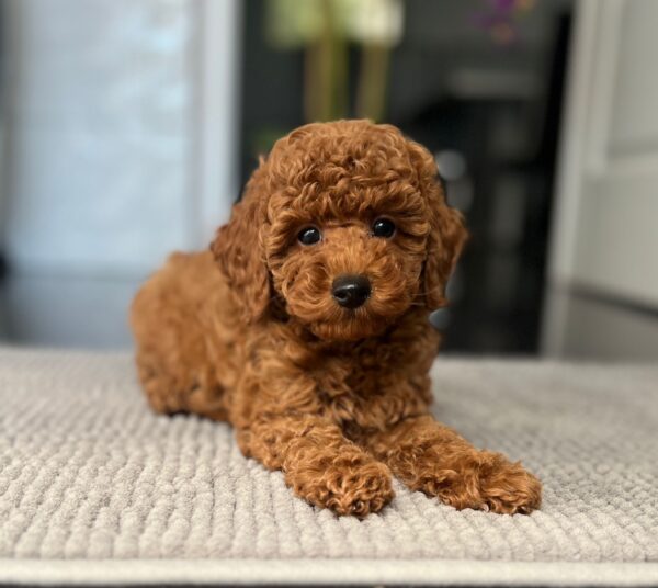 Pablo Toy Poodle Pablo Toy Poodle