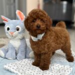 Pablo-male-toy-poodle-puppy-for-sale- (5)