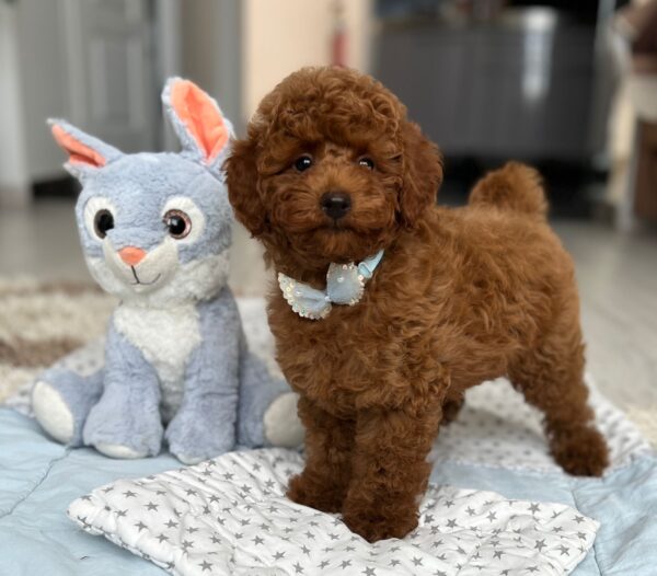 Pablo Miniature Poodle Pablo Miniature Poodle