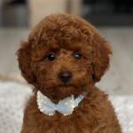 Pablo-male-toy-poodle-puppy-for-sale- (6)