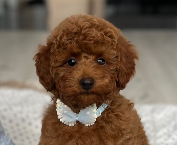 Pablo Miniature Poodle Pablo Miniature Poodle