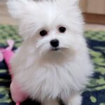 Pacco-male-Maltipom-puppy-for sale-1