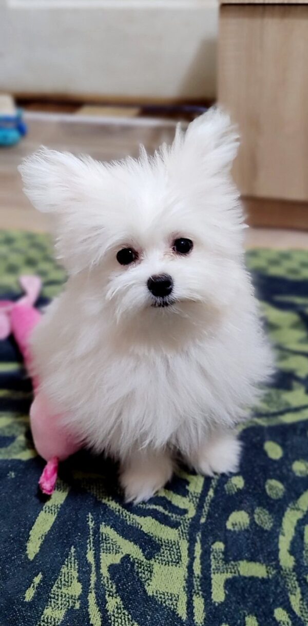 Pacco Maltipom Pacco Maltipom