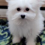 Pacco-male-Maltipom-puppy-for sale-2