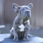 Parilla-female-French-Bulldog-puppy-for-sale-1