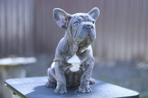 Parilla Big Rope French Bulldog Parilla Big Rope French Bulldog