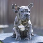 Parilla-female-French-Bulldog-puppy-for-sale-2