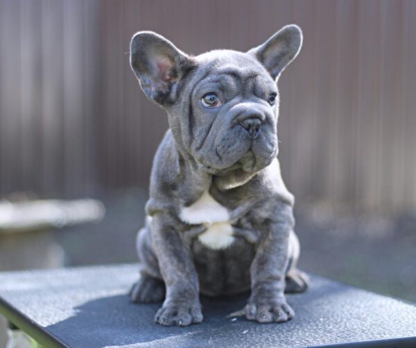 Parilla Big Rope French Bulldog Parilla Big Rope French Bulldog