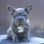 Parilla-female-French-Bulldog-puppy-for-sale-3