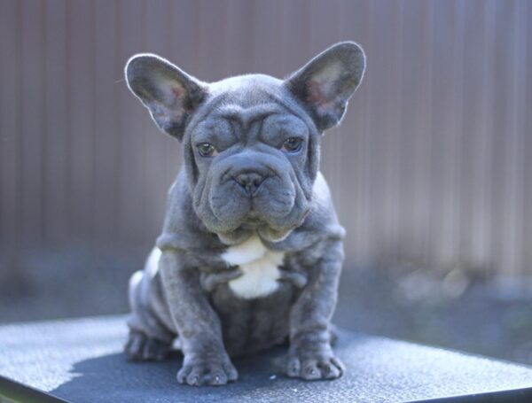 Parilla Big Rope French Bulldog Parilla Big Rope French Bulldog