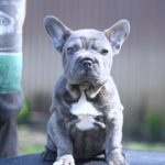 Parilla-female-French-Bulldog-puppy-for-sale-4