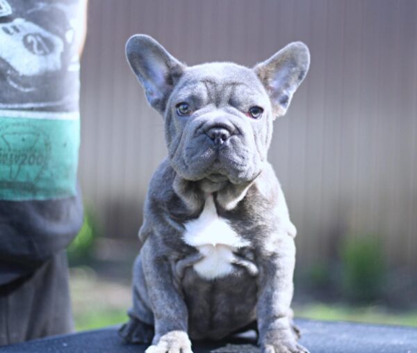 Parilla Big Rope French Bulldog Parilla Big Rope French Bulldog
